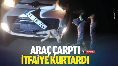 Ara&ccedil; &ccedil;arptı, itfaiye kurtardı: Yaralı tilki tedavi altına alındı