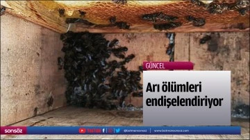 Arı &ouml;l&uuml;mleri endişelendiriyor