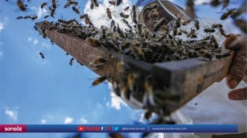 Arıcılar yaylaya bir ay daha ge&ccedil; &ccedil;ıkacak