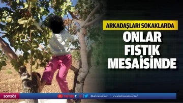 Arkadaşları sokaklarda, onlar fıstık mesaisinde