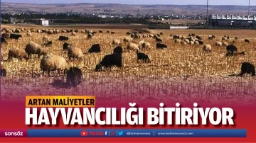 Artan maliyetler hayvancılığı bitiriyor