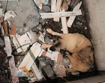 Asans&ouml;r boşluğuna d&uuml;şen k&ouml;pek itfaiye ekiplerince kurtarıldı