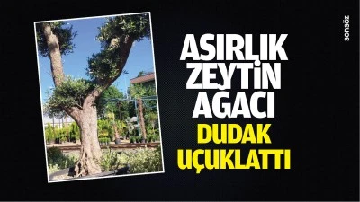 Asırlık zeytin ağacı dudak u&ccedil;uklattı