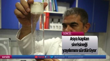 Asya kaplan sivrisineği yayılımını s&uuml;rd&uuml;r&uuml;yor