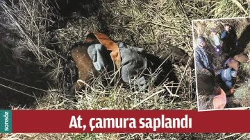 AT, &Ccedil;AMURA SAPLANDI