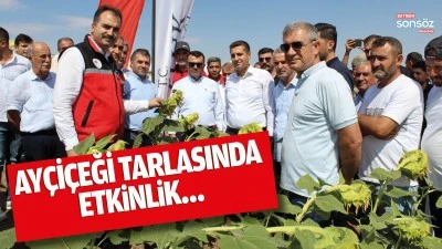 Ay&ccedil;i&ccedil;eği tarlasında etkinlik&hellip;