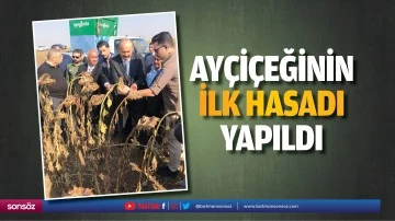 Ay&ccedil;i&ccedil;eğinin ilk hasadı yapıldı