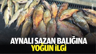 Aynalı sazan balığına yoğun ilgi&hellip;