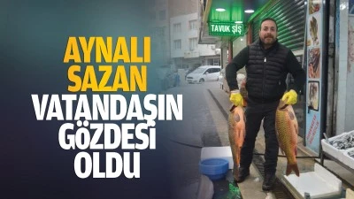 Aynalı sazan, vatandaşın g&ouml;zdesi oldu