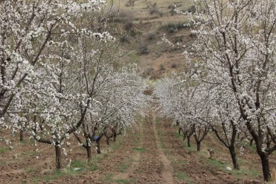 Badem ağa&ccedil;ları &ccedil;i&ccedil;eklendi