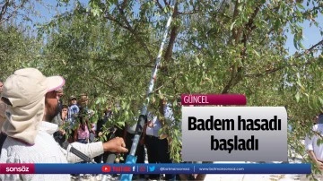 Badem hasadı başladı