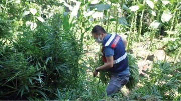 Bah&ccedil;ede Hint keneviri yetiştiren zanlı tutuklandı