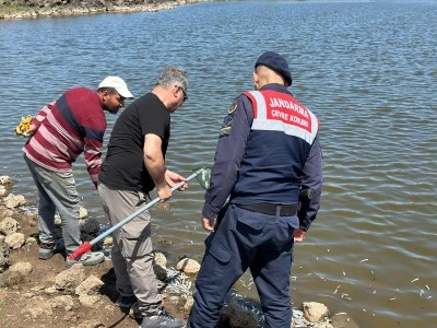 Balık &ouml;l&uuml;mleri &uuml;zerine inceleme başlatıldı