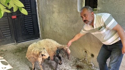 Başıboş k&ouml;peklerin saldırdığı 5 koyun telef oldu
