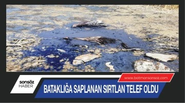 Bataklığa saplanan sırtlan telef oldu