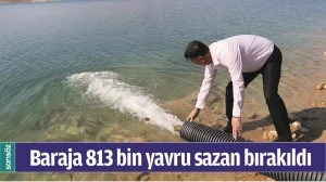 BATMAN BARAJI'NA 813 BİN YAVRU SAZAN BIRAKILDI