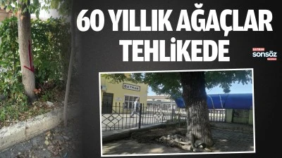 Batman'da 60 yıllık ağa&ccedil;lar tehlikede