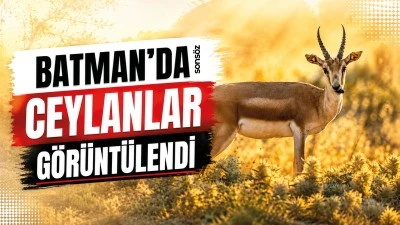Batman&rsquo;da ceylanlar g&ouml;r&uuml;nt&uuml;lendi