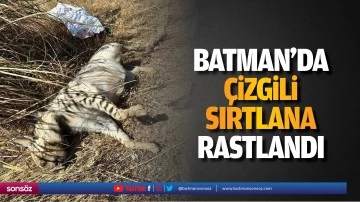 Batman&rsquo;da &ccedil;izgili sırtlana rastlandı