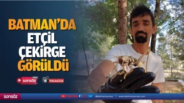 Batman'da et&ccedil;il &ccedil;ekirge g&ouml;r&uuml;ld&uuml;