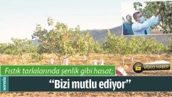 BATMAN'DA FISTIK TARLALARINDA ŞENLİK GİBİ HASAT