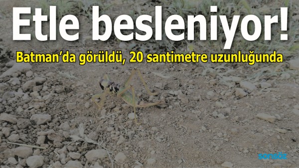 Batman'da g&ouml;r&uuml;ld&uuml;, 20 santimetre uzunluğunda