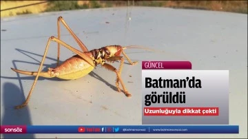 Batman'da g&ouml;r&uuml;ld&uuml;! Uzunluğuyla dikkat &ccedil;ekti