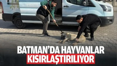 Batman&rsquo;da hayvanlar kısırlaştırılıyor