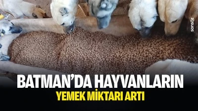 Batman&rsquo;da hayvanların yemek miktarı artı