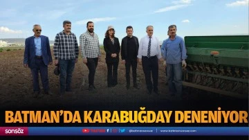 Batman&rsquo;da karabuğday deneniyor