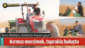 BATMAN'DA KIRMIZI MERCİMEK, TOPRAKLA BULUŞTU