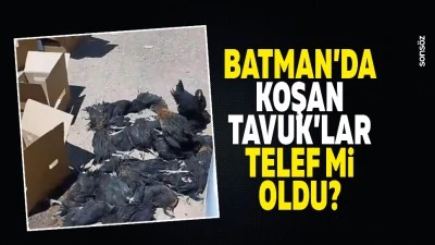 Batman&rsquo;da Koşan Tavuk&rsquo;lar telef mi oldu?