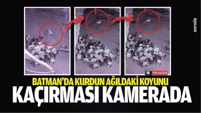 Batman'da kurdun ağıldaki koyunu ka&ccedil;ırması kamerada