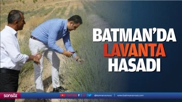 Batman&rsquo;da lavanta hasadı