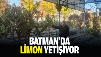 Batman&rsquo;da limon yetişiyor
