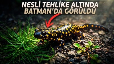 Batman'da nesli tehlike altındaki sarı benekli semender g&ouml;r&uuml;ld&uuml;