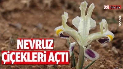 Batman&rsquo;da nevruz &ccedil;i&ccedil;ekleri a&ccedil;tı