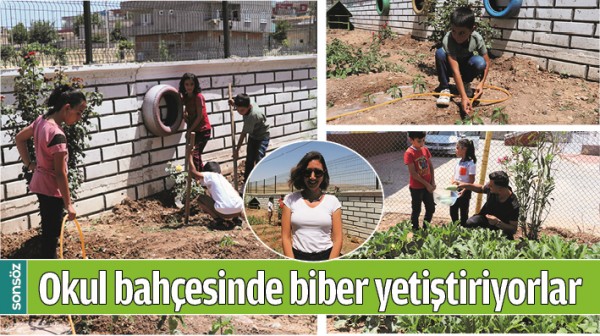 BATMAN'DA OKUL BAH&Ccedil;ESİNDE BİBER YETİŞTİRİYORLAR