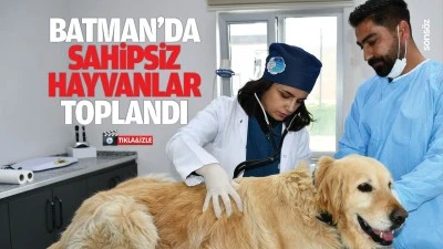 Batman&rsquo;da sahipsiz hayvanlar toplandı