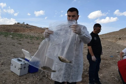 Batman&rsquo;da toplu balık &ouml;l&uuml;mleri inceleniyor