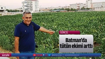 Batman'da t&uuml;t&uuml;n ekimi arttı