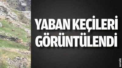 Batman'da yaban ke&ccedil;ileri g&ouml;r&uuml;nt&uuml;lendi
