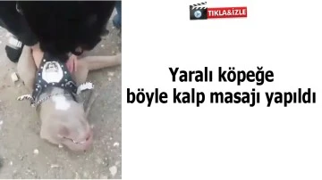 Batman'da yaralı k&ouml;peğe b&ouml;yle kalp masajı yapıldı
