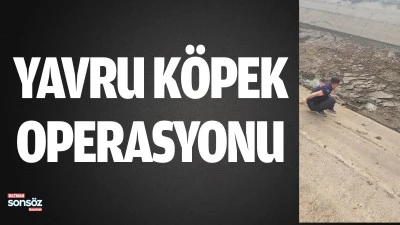 Batman&rsquo;da yavru k&ouml;pek operasyonu