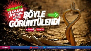 Batman&rsquo;da yılanların &ccedil;iftleşme dansı b&ouml;yle g&ouml;r&uuml;nt&uuml;lendi