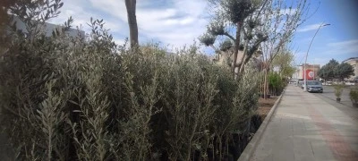 Batman'da zeytin fidanına b&uuml;y&uuml;k ilgi