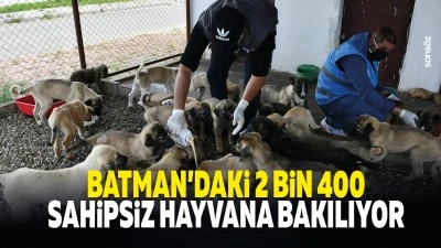 Batman'daki 2 bin 400 sahipsiz hayvana bakılıyor