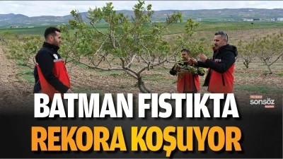 Batman fıstıkta rekora koşuyor
