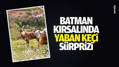 Batman kırsalında yaban ke&ccedil;i s&uuml;rprizi&hellip;