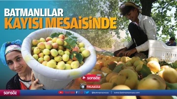 Batmanlılar kayısı mesaisinde